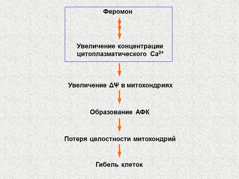 Феромон Увеличение концентрации  цитоплазматического Ca2+ Увеличение ΔΨ в митохондриях Образование АФК Потеря целостности